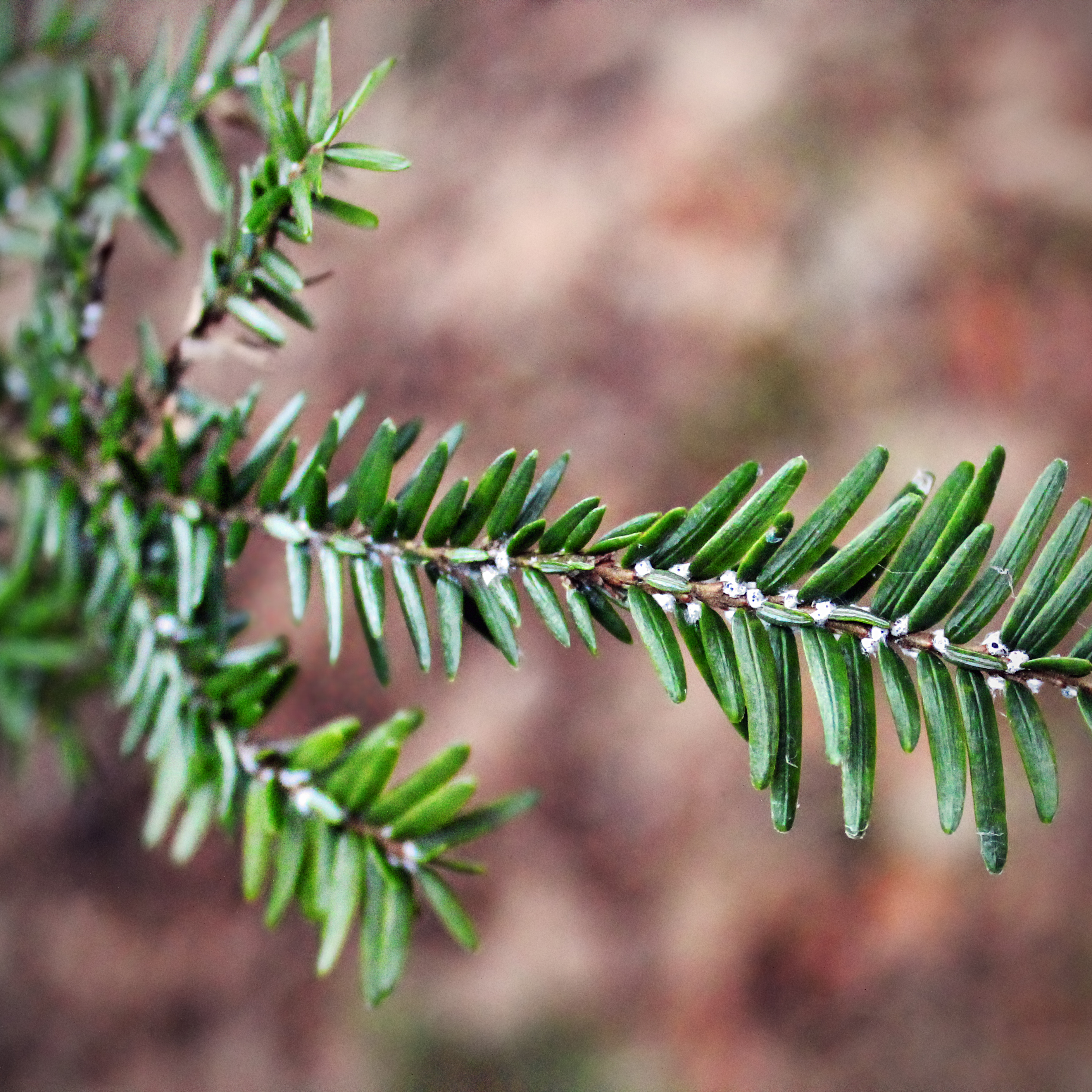 Monsters in the Woods: Forest Pests, Invasive Creepers, and Tree Diseases - logo